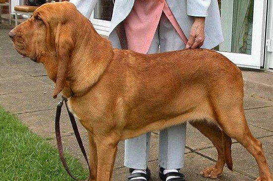十大嗅觉灵敏的狗，这10种犬类不仅嗅觉灵敏还聪明忠诚
