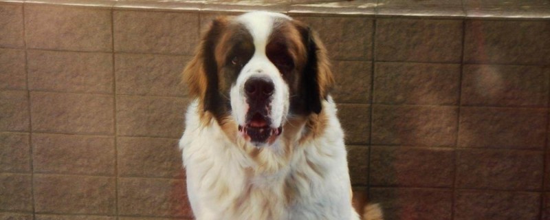 圣伯纳犬缺点
