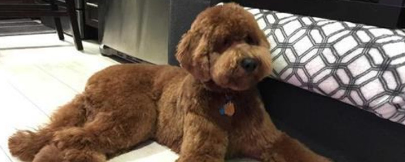 巨贵犬好养吗,有什么注意事项