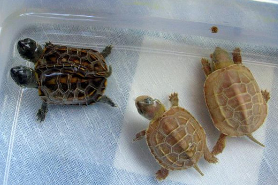 正确的养龟方法