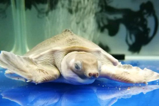 猪鼻龟为什么总在水面
