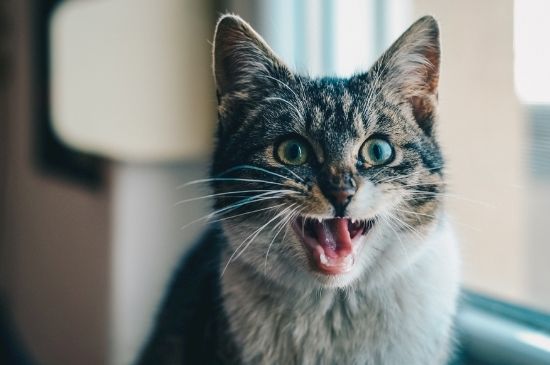 猫放屁是什么原因