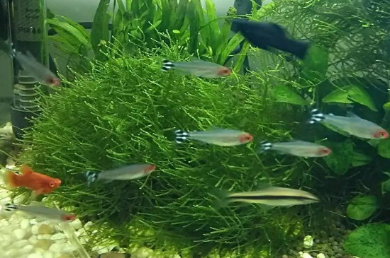金鱼吃什么食物