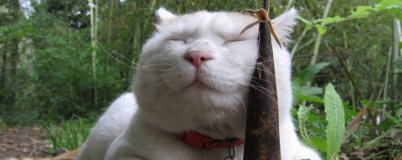 好养的体型小的猫