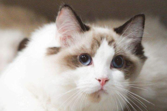 猫咪多大绝育