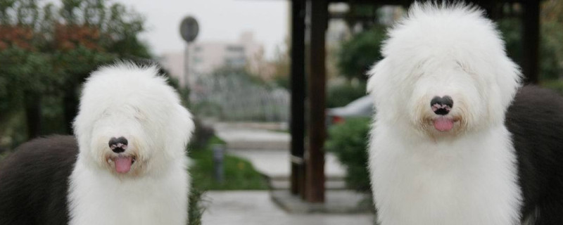 英国古代牧羊犬咬人吗