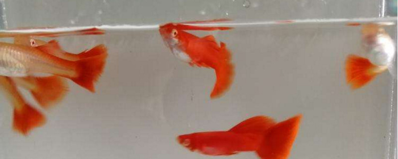 孔雀鱼苗可以饿多久