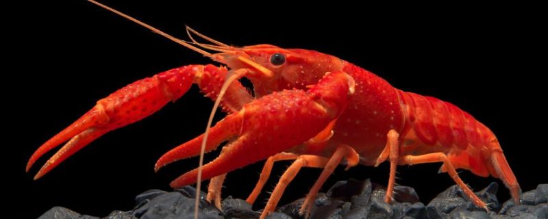 观赏虾不喂食会饿死么