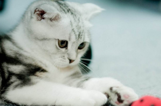 猫呕吐白色泡沫怎么回事