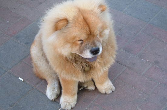 松狮犬好养吗