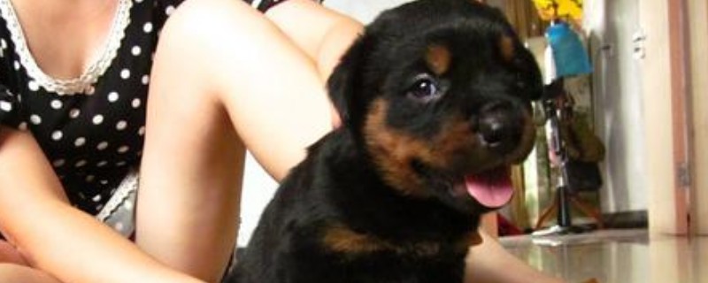 罗威纳犬性格怎样，罗威纳各阶段的性格