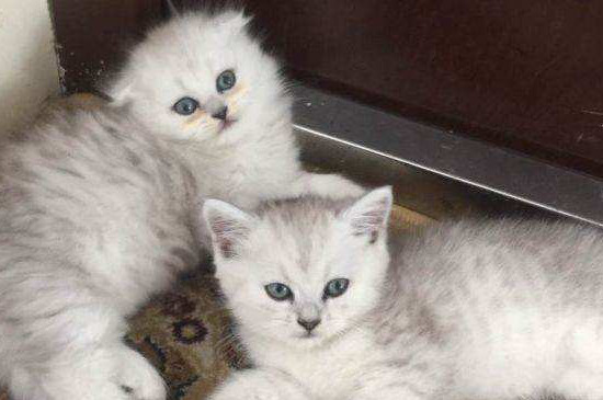 猫毛囊炎和猫藓的差别