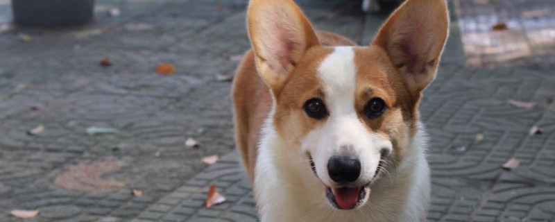 怎么训练柯基犬
