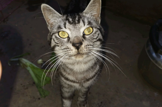 猫砂是什么
