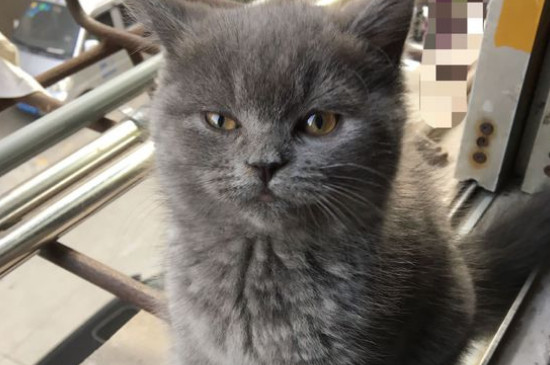猫寿命一般多少年
