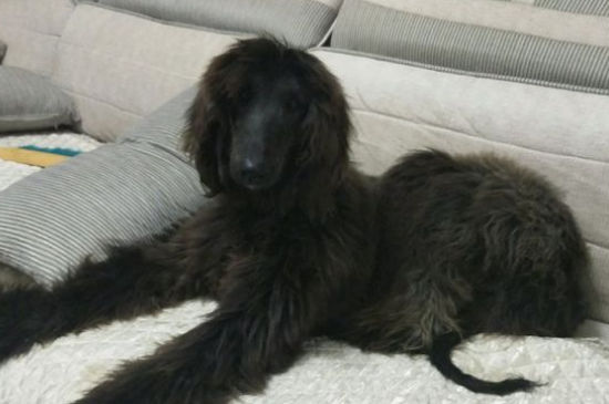 阿富汗猎犬优缺点
