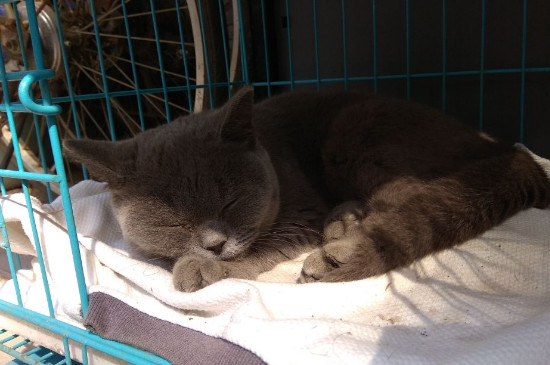 养猫对人的巨大危害，养猫的四大坏处