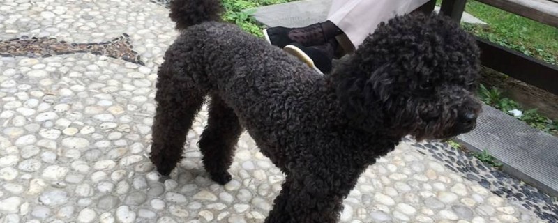 贵宾犬有黑色的吗