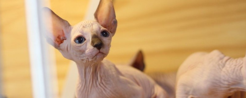 顿斯科伊猫和斯芬克斯的区别
