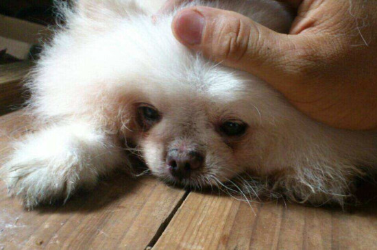 狗哭是怎么回事