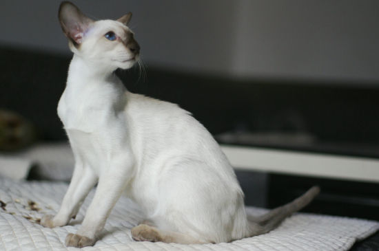 猫多久洗一次澡