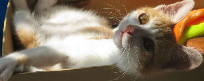 猫三联预防哪些病
