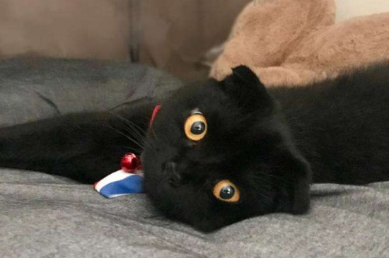 孟买猫的优缺点