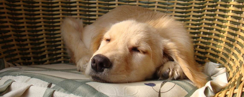 犬瘟热后期