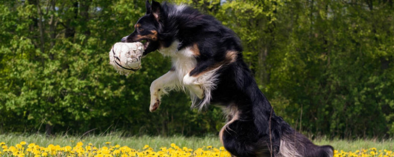 边境牧羊犬怎么样养