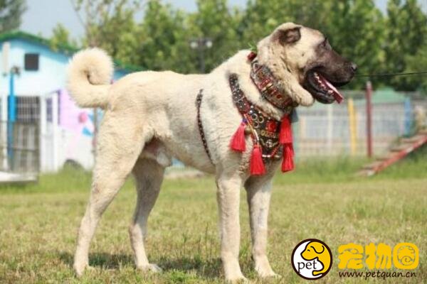 土耳其的国宝坎高犬，和大熊猫地位相当的外交法宝
