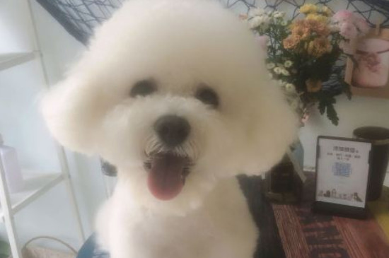 三个月比熊一天喂几次