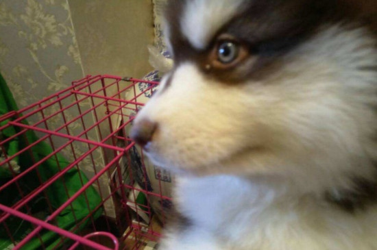 犬瘟症状