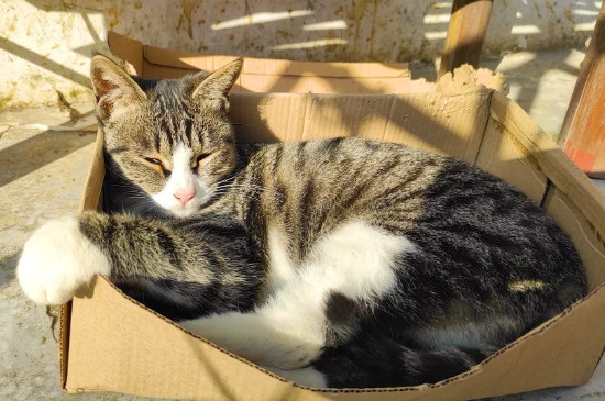 猫老是撒尿是怎么回事