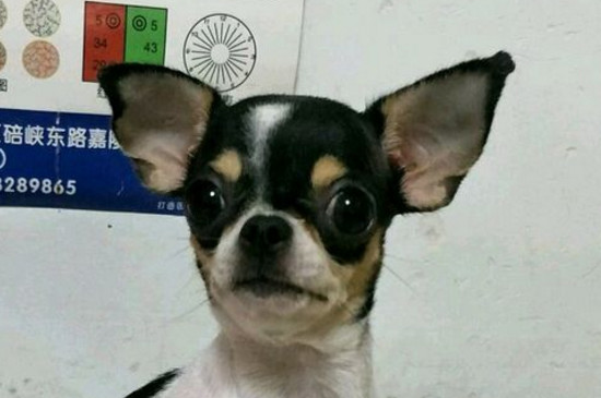 吉娃娃怎么看纯不纯
