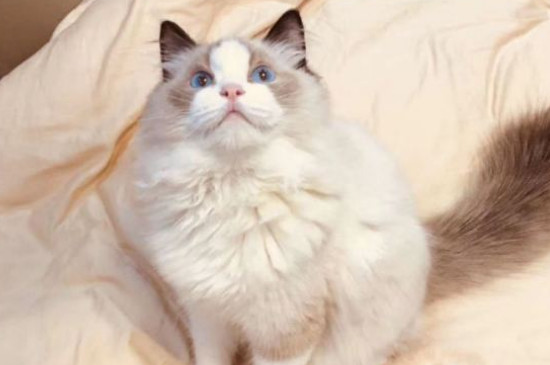 一窝猫应该挑哪只