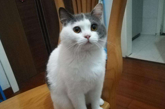 为什么要给猫做绝育