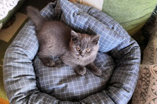 英短蓝猫1000的正常吗