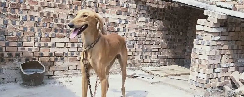 逮兔子的狗叫什么犬