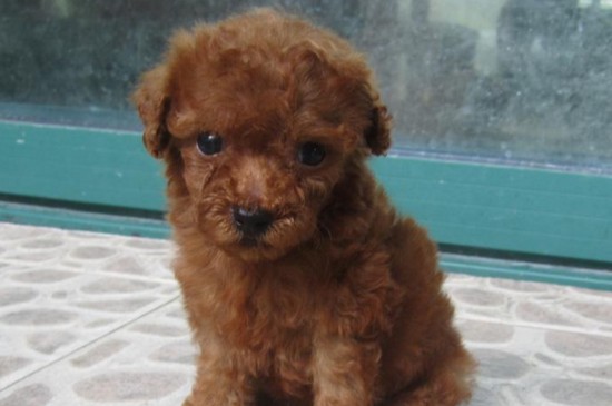 茶杯犬长大后的样子，茶杯犬成犬体长不超过20cm
