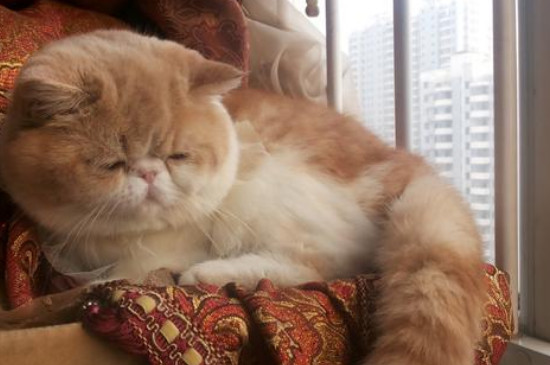 异国短毛猫怎么养