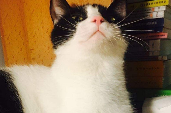 黑猫警长是什么猫，黑猫警长原型是哪种猫