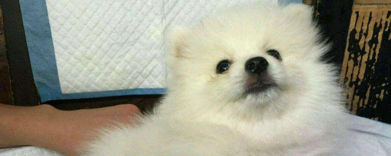 博美难产什么症状