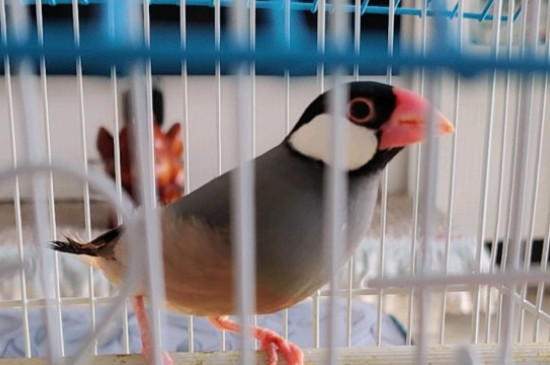文鸟怕人怎么办
