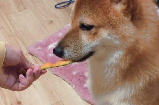 狗狗可以吃什么水果，适合狗狗吃的十种水果