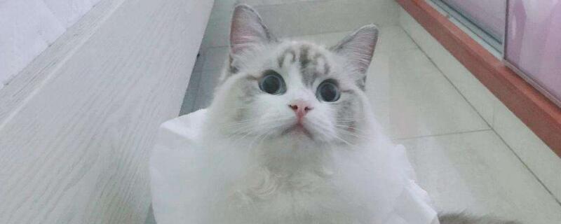 猫咪毛打结成团怎么办