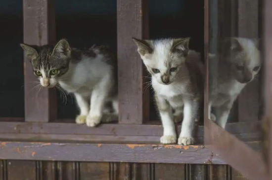 猫为什么摔不死