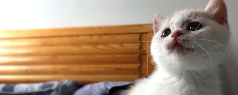 矮脚猫性格怎么样