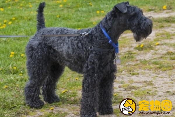 凯利蓝梗是爱尔兰国犬，被誉为冠军级别的饲养犬