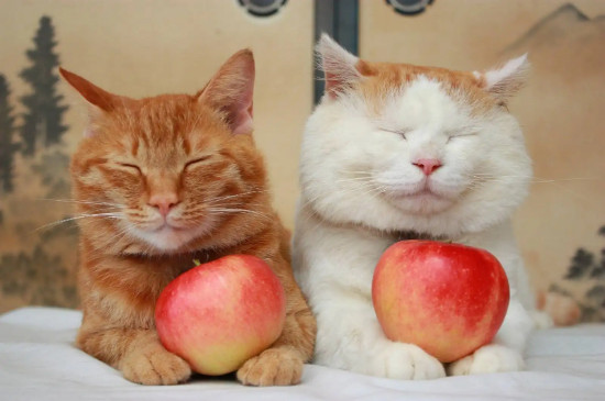 猫可以吃石榴吗