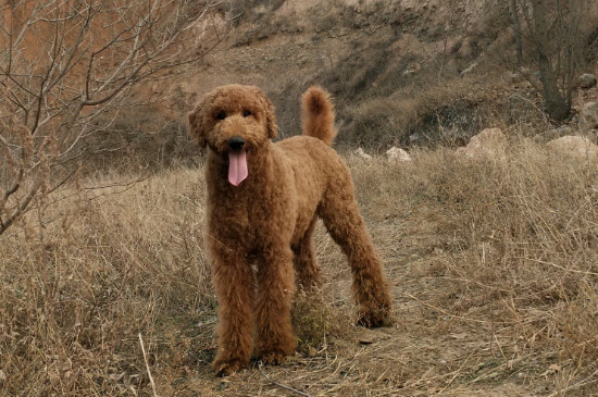 巨型贵宾犬有多大